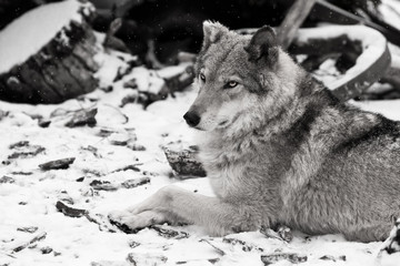 The beauty in profile is large imposingly. Gray wolf female in the snow, beautiful strong animal in winter.