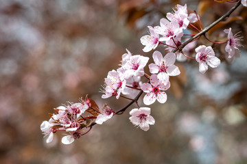 Sakura cherry blossom, soft focus. Nice spring background.