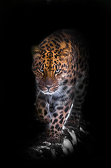 Naklejka na ściany i meble Going right at you. leopard isolated on black background. Wild beautiful big cat in the night darkness, a mysterious and dangerous beast.
