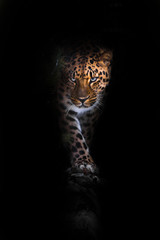 looks and walks. leopard isolated on black background. Wild beautiful big cat in the night...