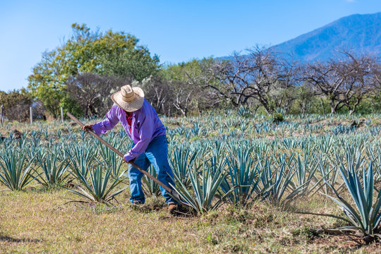 Worker in blue agave field in Tequila, Jalisco, Mexico