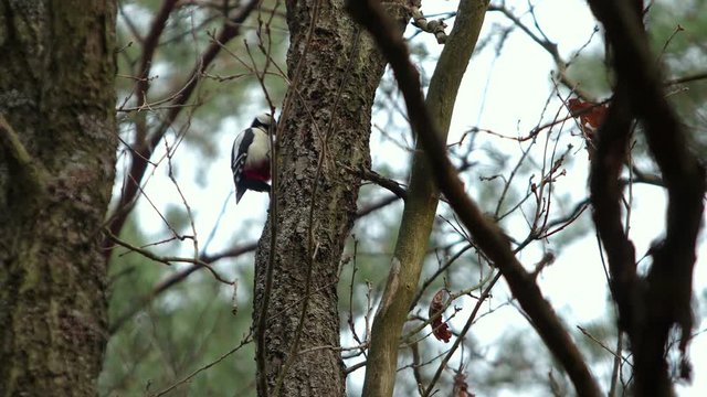 Spotted woodpecker (Dendrocopos major) pecks at a tree trunk in a forest in windy weather against a backdrop of swaying trees. Concept of animals in the wild, clearing conifers from parasites