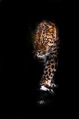 Viciously stares and steps forward. leopard isolated on black background. Wild beautiful big cat in the night darkness, a mysterious and dangerous beast.