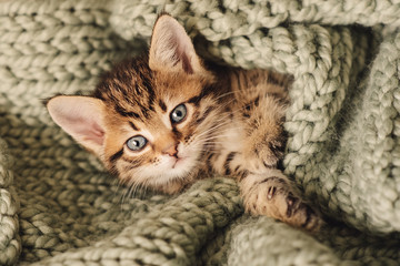 Fototapeta na wymiar Kitten closed in towel warm sleepy small white