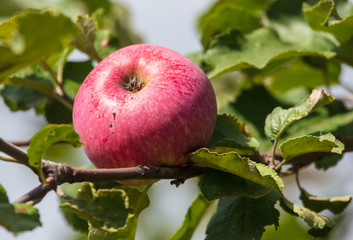 Ripe red apples on the branches