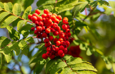 Red viburnum on the branches of a tree