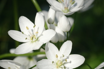 Obraz na płótnie Canvas Wild garlic flower blossom, white color. Macro photography of the petals of the spring bloom.