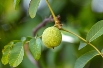 Green walnuts on the branches of a tree