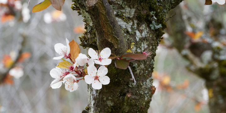 Prunus cerasifera | Kirschpflaume mit wei&szlig; Bl&uuml;ten mit allenfalls ganz leichtem Rosaton