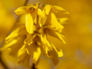 Yellow flower in the park in spring