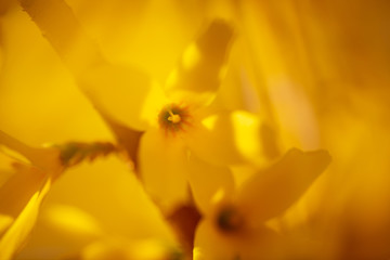 Yellow flower in the park in spring