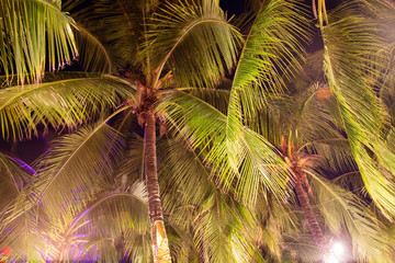 Large coconut palm leaves on the nature
