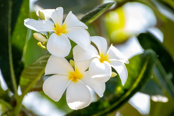 Fototapeta premium Kwiat Plumeria