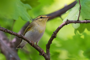 Wood Warbler - Phylloscopus sibilatrix, small shy hidden perching bird from European forests and woodlands, Hortobagy, Hungary.