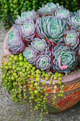 Succulents