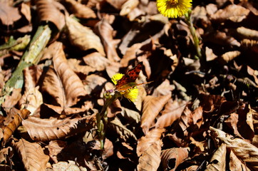 Spring flowers and butterfly - panoramic view