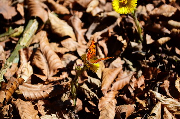 Spring flowers and butterfly - panoramic view