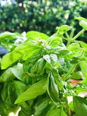 fresh basil in pot