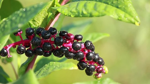 American pokeweed (Phytolacca americana) plant