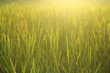landscape photo rice field sunlight