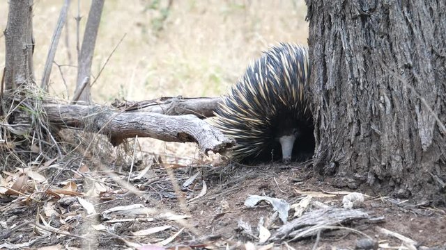 Echidna, Ameisenigel, Schnabeligel