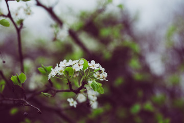 Beautiful spring flowers with colorful bokeh