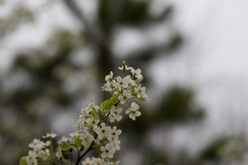 Beautiful spring flowers with colorful bokeh