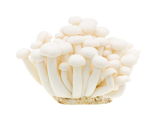 White beech mushrooms or Shimeji mushroom isolated on white background, Clipping path.