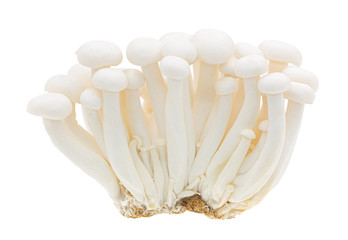 White beech mushrooms or Shimeji mushroom isolated on white background, Clipping path.