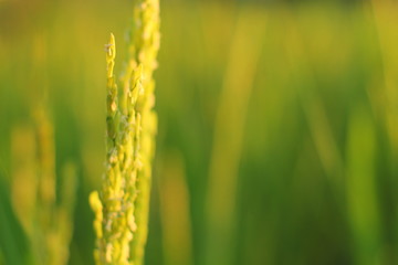 close up photo rice field yello background