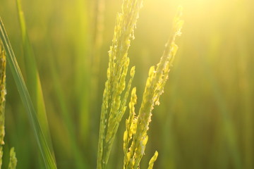 close up photo rice field background