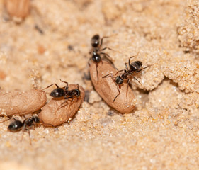 black ants with larvae in the sand
