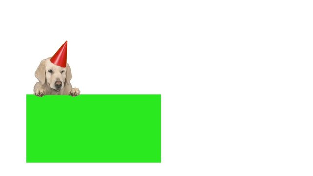 Labrador in a red hat and a billboard, green screen