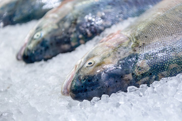 Fresh chilled salmon, a lot of gutted carcasses lies on ice crumbs.