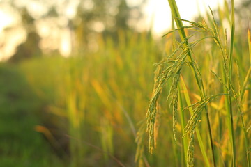 close up photo rice field 
