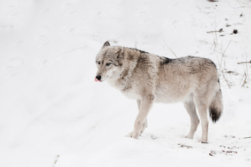 Obraz premium Gray wolf female in the snow, beautiful strong animal in winter.