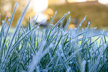 gefrorenes Gras morgens