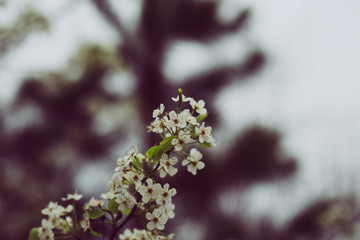 Beautiful spring flowers with colorful bokeh
