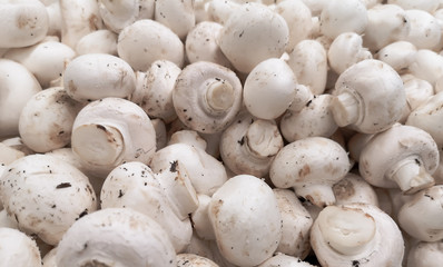 White champignons on a shelf in a store