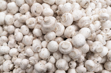 White champignons on a shelf in a store
