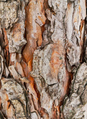 Bark on a pine tree as abstract background