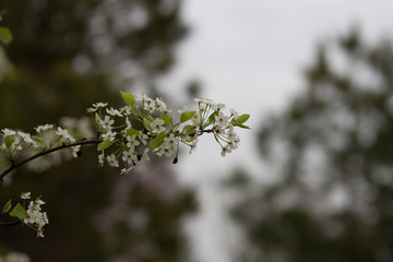 Beautiful spring flowers with colorful bokeh