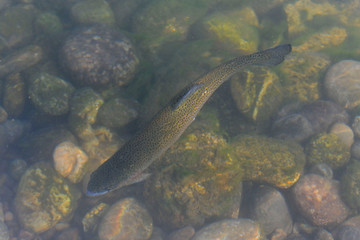 rainbow trout in the river