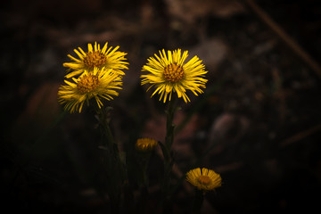 yellow flowers and daisies on a black background in spring