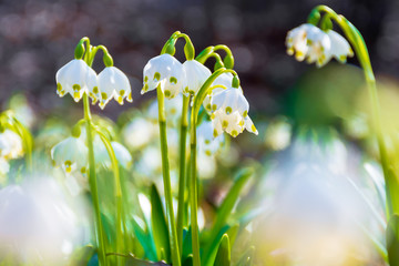 white snowflake flowers blooming on the forest glade. beautiful side lit nature scenery. sunny weather in spring