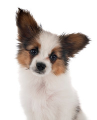 Fototapeta premium papillon dog in studio