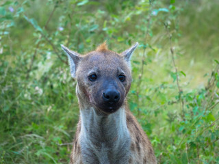 Portrait of a spotted hyena, national park africa