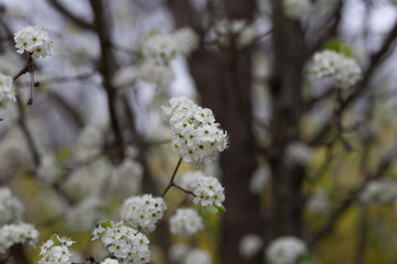 Beautiful spring flowers with colorful bokeh
