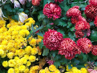 Close up Big Red And Yellow Chrysanthemum flowers with green leaves, in autumn season. Feeling fresh beautiful natural in botanical park. Colorful Natural background concept. Season colors variation.