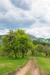 Fototapeta na wymiar path through abandoned orchard in mountains. apple trees in blossom on a cloudy springtime day